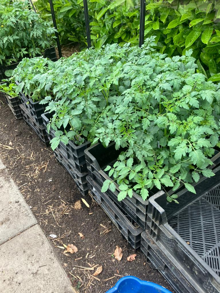 Tros tomaten plant, Tuin en Terras, Ophalen, Overige soorten, Minder dan 100 cm