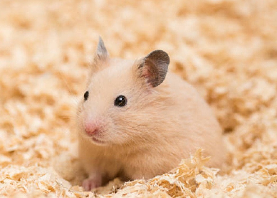 hamster vakantie opvang, Februari, Meerdere dieren, Hamster