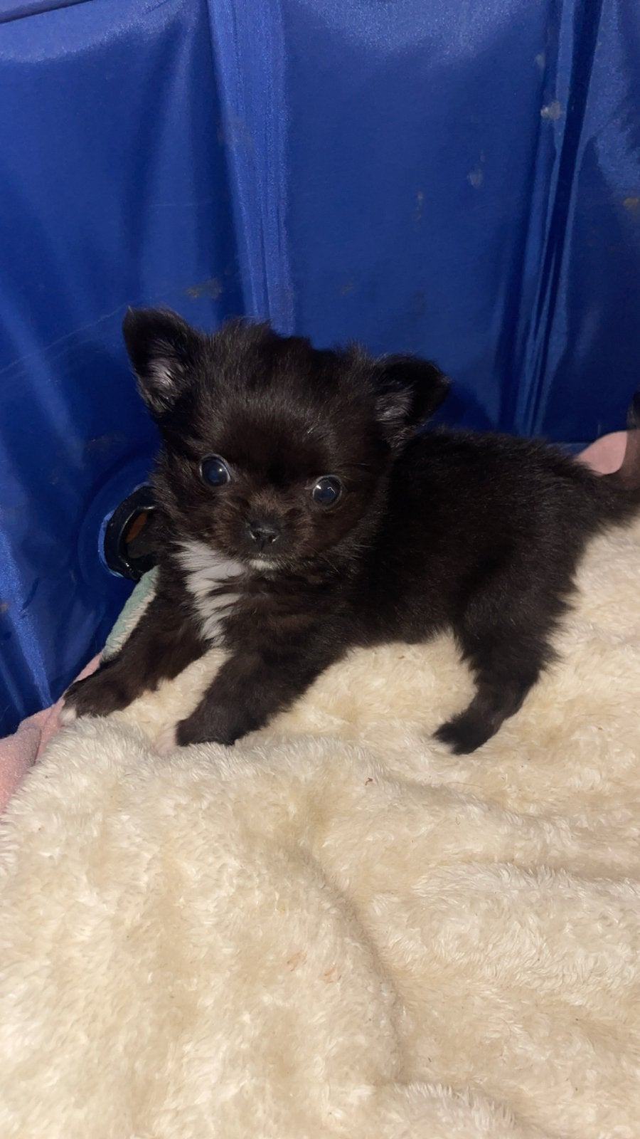 Langharige chihuahua pup, Meerdere, Meerdere dieren, Chihuahua, Nederland