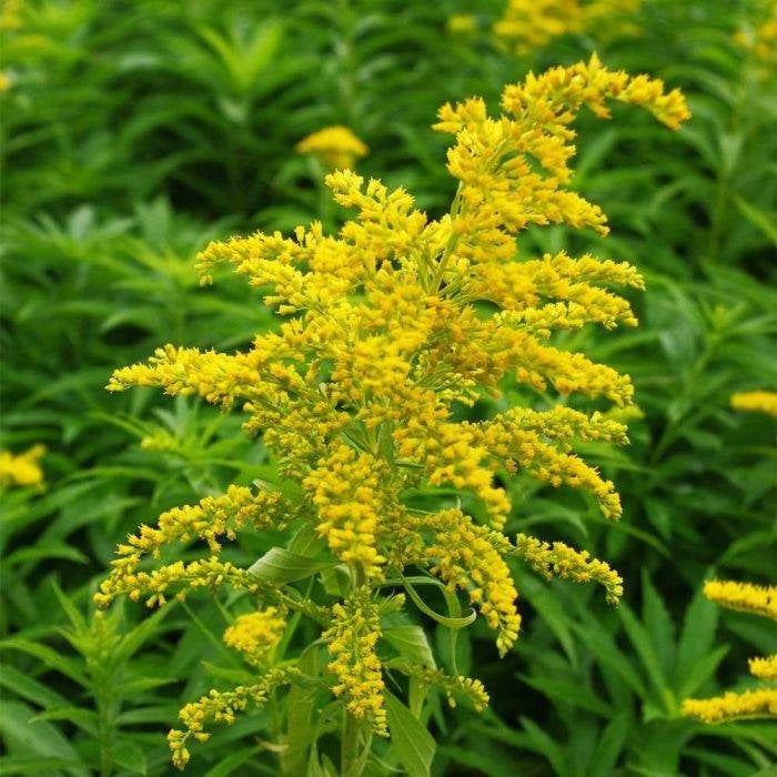 Guldenroede Solidago 'Goldkind potmaat 25 cm, Ophalen, Bodembedekkers, Volle zon, Vaste plant