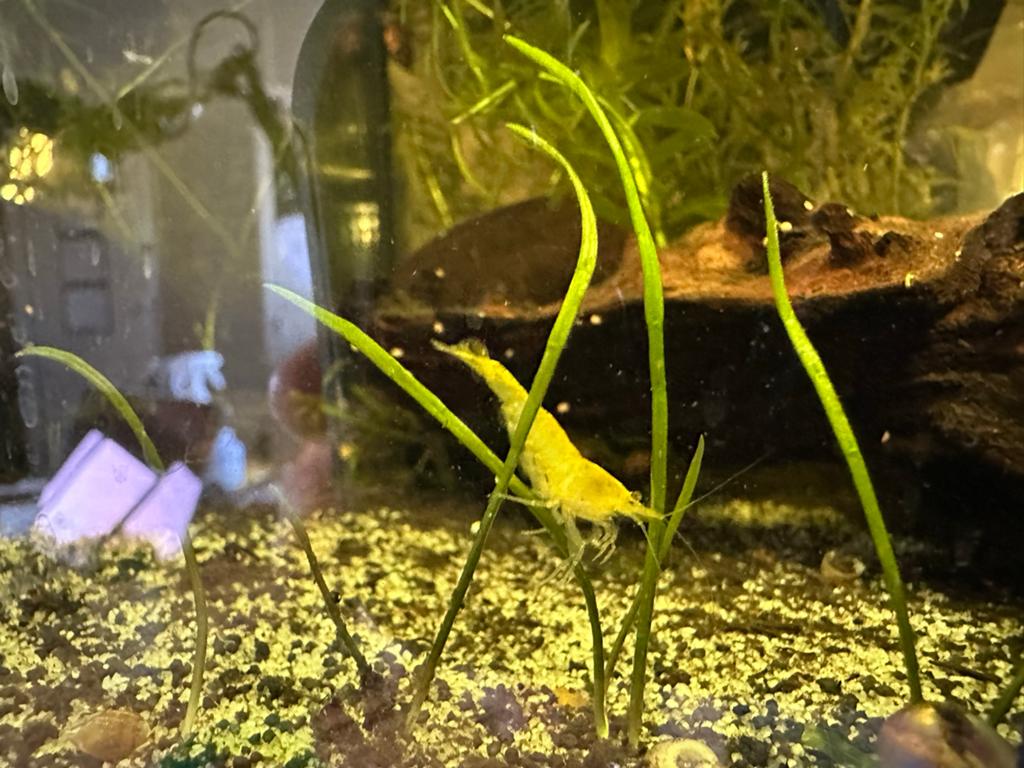 Garnalen op kraanwater: rood, blauw en geel, Kreeft, Krab of Garnaal