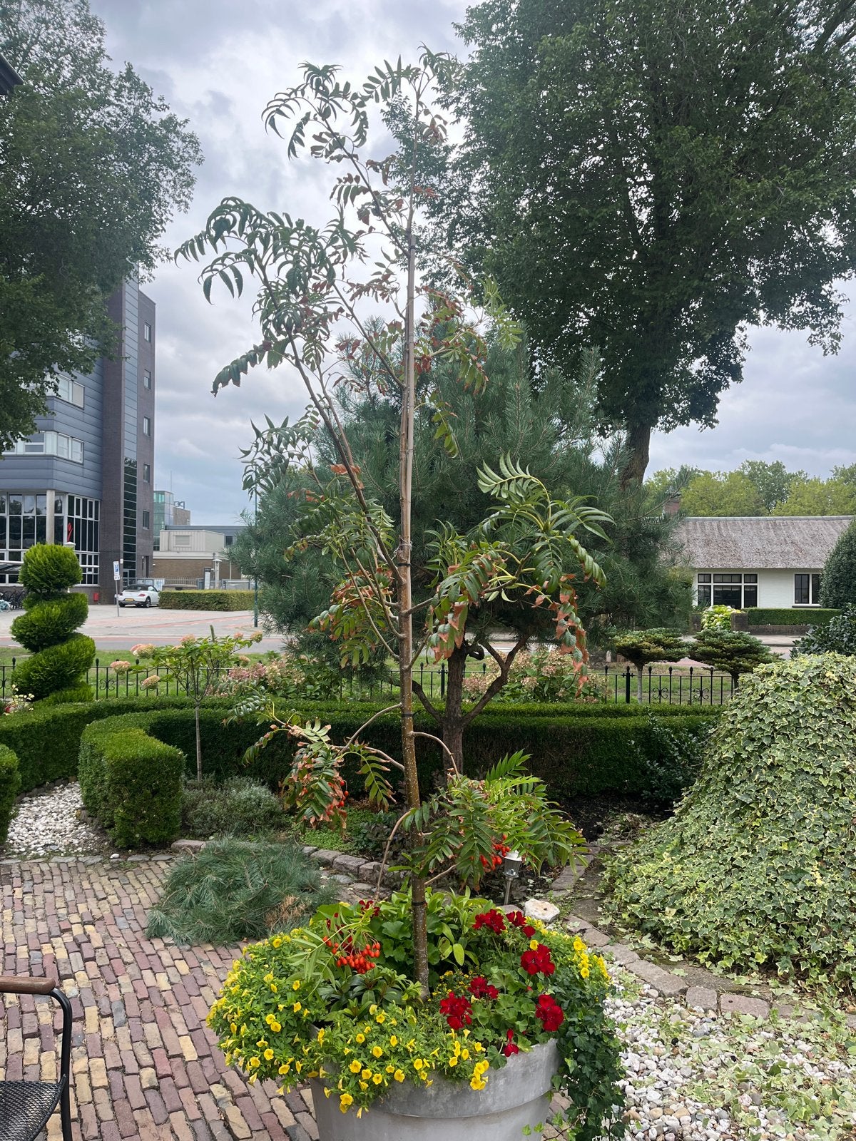 Lijsterbes boom (zonder pot), Tuin en Terras, Overige soorten, Lente, 100 tot 250 cm, Ophalen