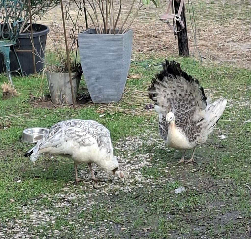 2 Jonge witte pauwen te koop. GERESERVEERD, Dieren en Toebehoren, Meerdere dieren, Overige soorten