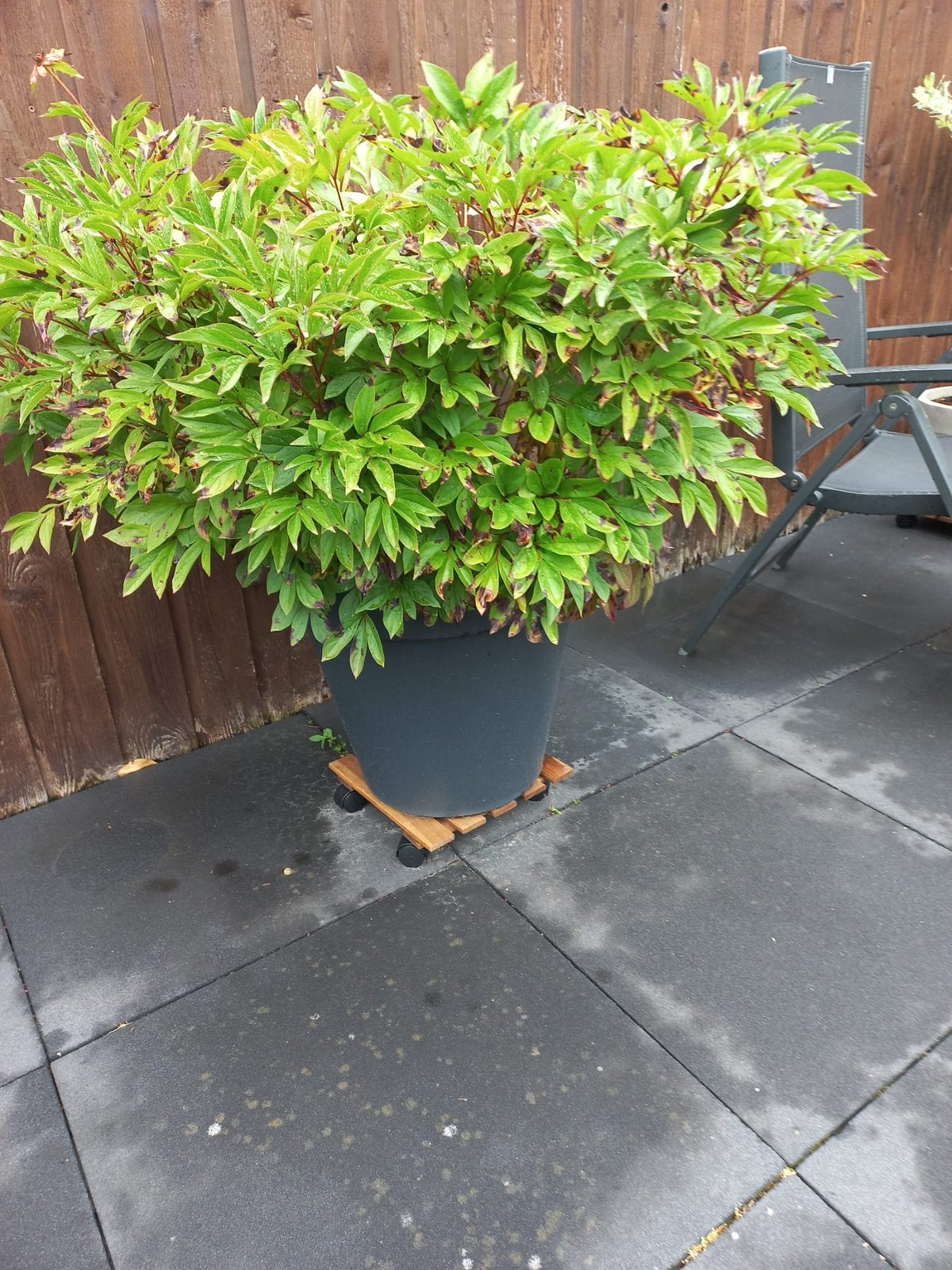 Grote pioenroos in pot, Tuin en Terras, Ophalen of Verzenden, Overige soorten