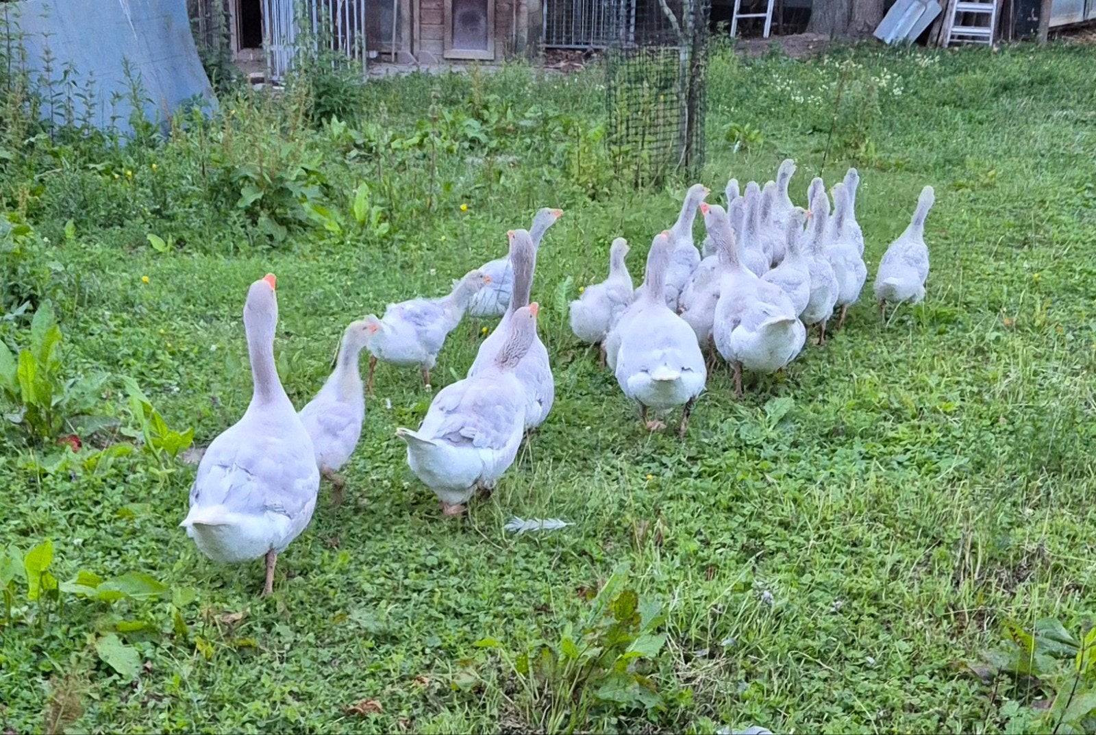 FRANKISCHE LANDGANZEN TE KOOP. Frankische ganzen., Dieren en Toebehoren, Pluimvee, Meerdere dieren, Gans of Zwaan