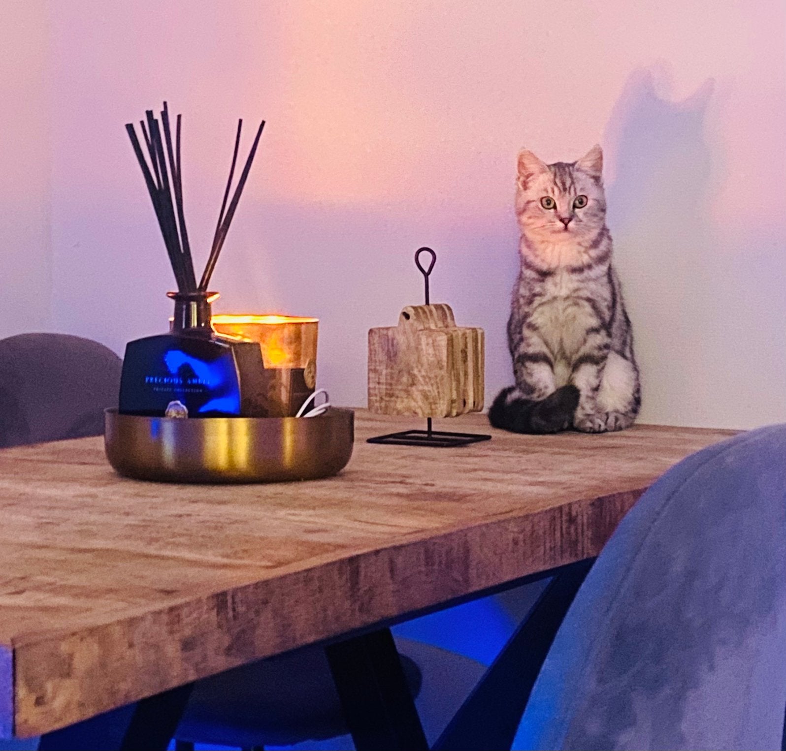 Tabby blacksilver cat, Poes, Kortharig, 3 tot 5 jaar