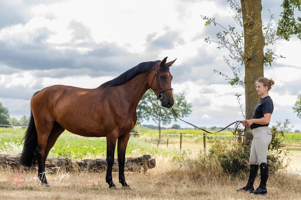 Springpaard Allround, Merrie, Springpaard, 3 tot 6 jaar, 160 tot 165 cm