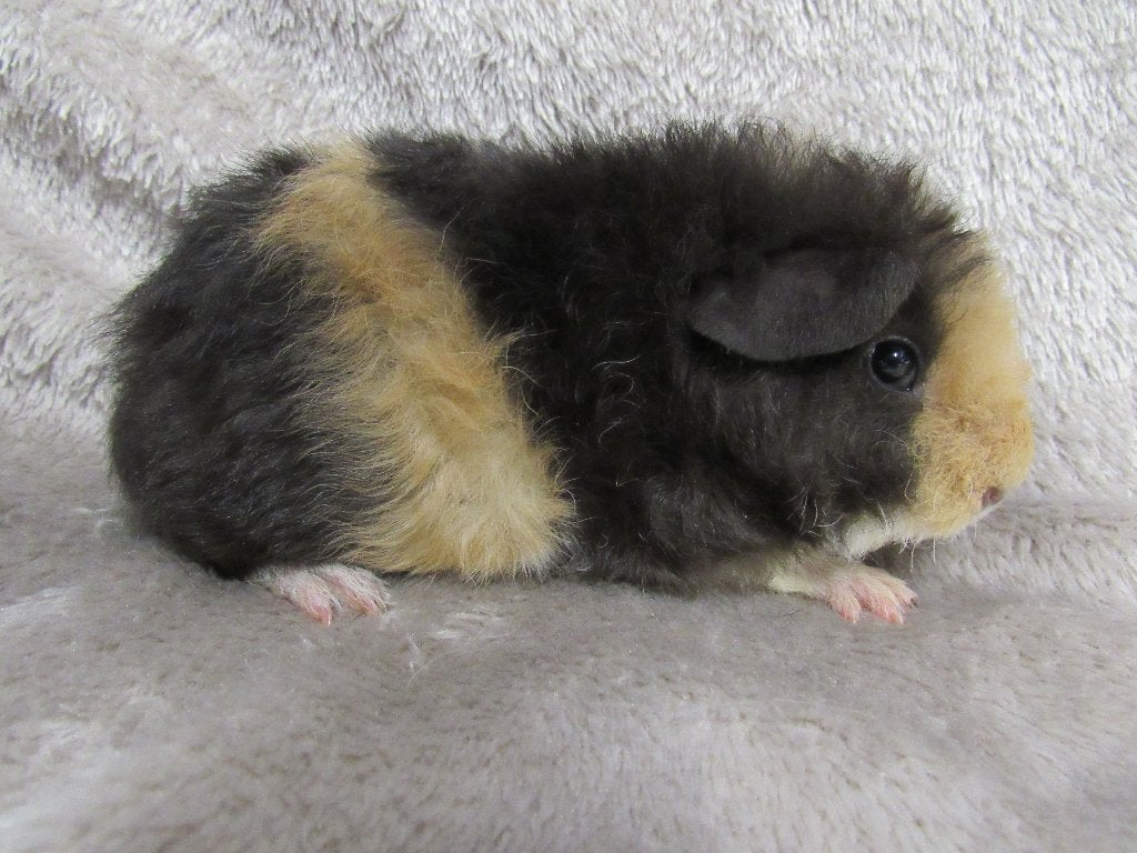 Leuk stelletje baby cavia's, September, Meerdere dieren, Cavia