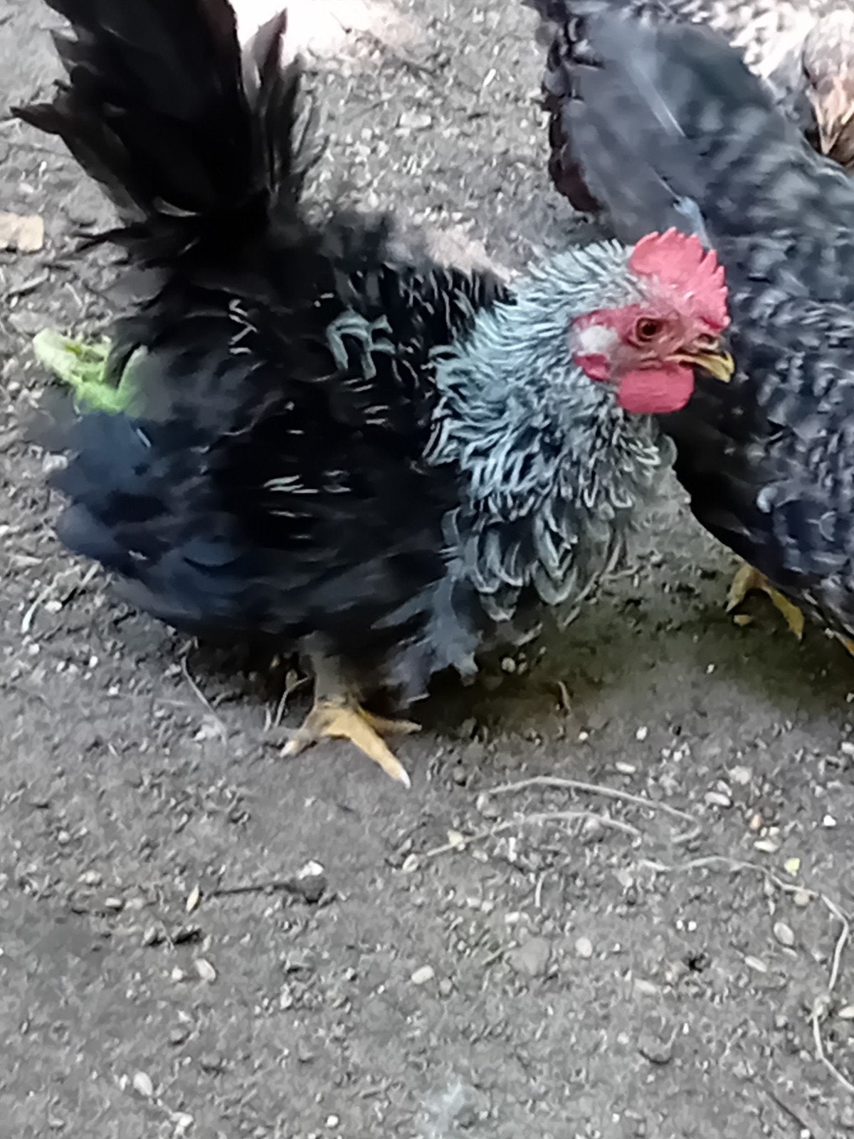 Chabo haantje zilverhals., Dieren en Toebehoren, Pluimvee, Mannelijk, Kip