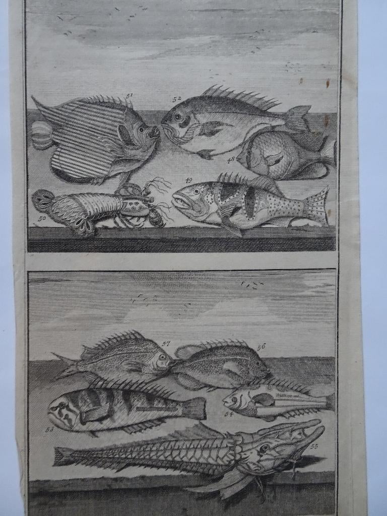 2 etsen tropische vissen nr 5 met kreeft, Azie Elliger 1724, Antiek en Kunst, Origineel, Flora en Fauna, 1700 - 1799, Verzenden