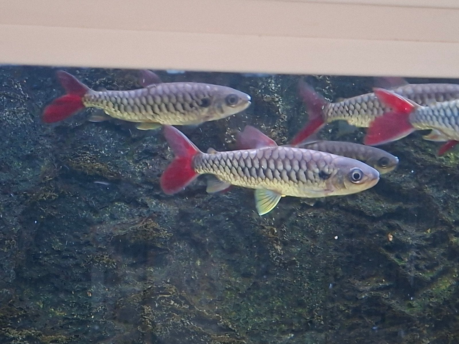 Roodstaartzalm +- 10/12cm, Dieren en Toebehoren, Ophalen, Zo goed als nieuw, Gevuld zoetwateraquarium