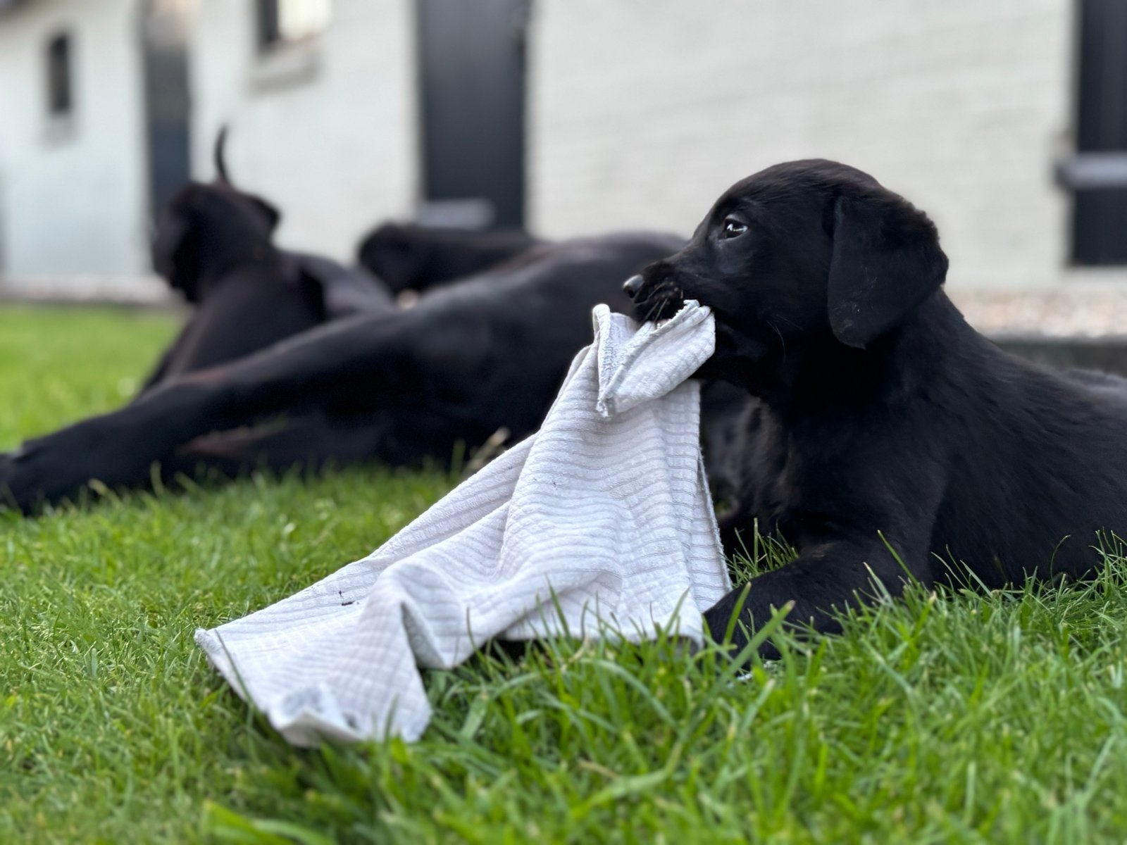 Labrador pups, HCC (leverziekte), 8 tot 15 weken, Labrador retriever, Meerdere