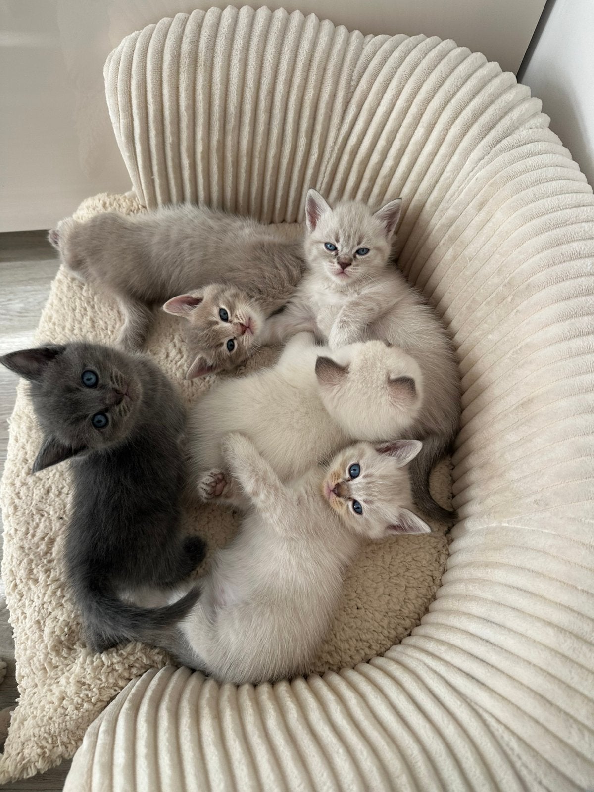 Britse Korthaar x Ragdoll Blue Lynx kittens