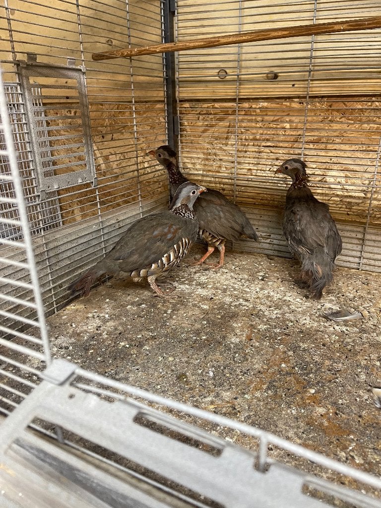 barbarijse patrijzen, Dieren en Toebehoren, Vogels | Overige Vogels, Meerdere dieren, Geringd