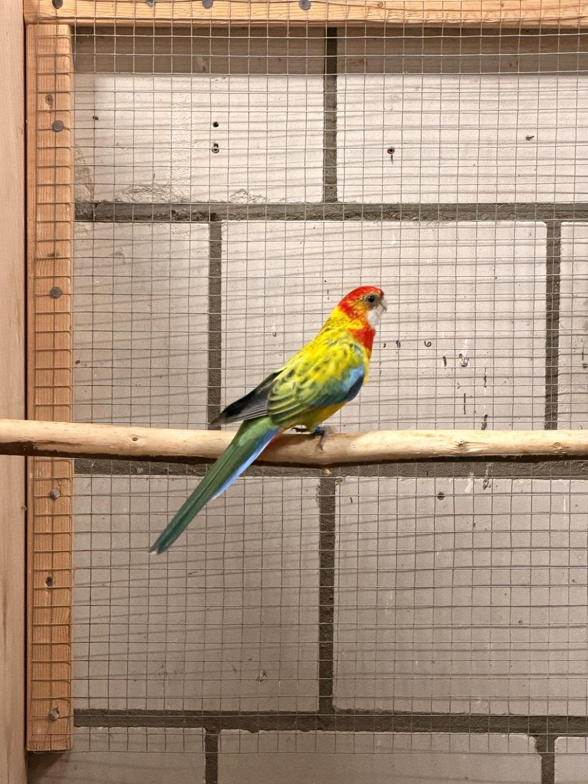rosella Blauw/gold x golden pop / blauw, Meerdere dieren, Parkiet, Geringd