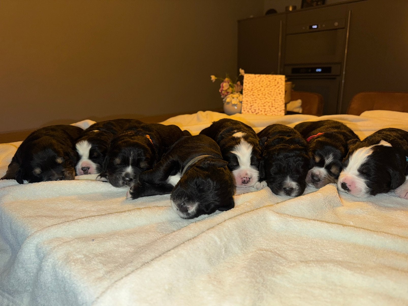 Boulab pup (reutje), Dieren en Toebehoren, Reu, 8 tot 15 weken, Groot, CDV (hondenziekte)