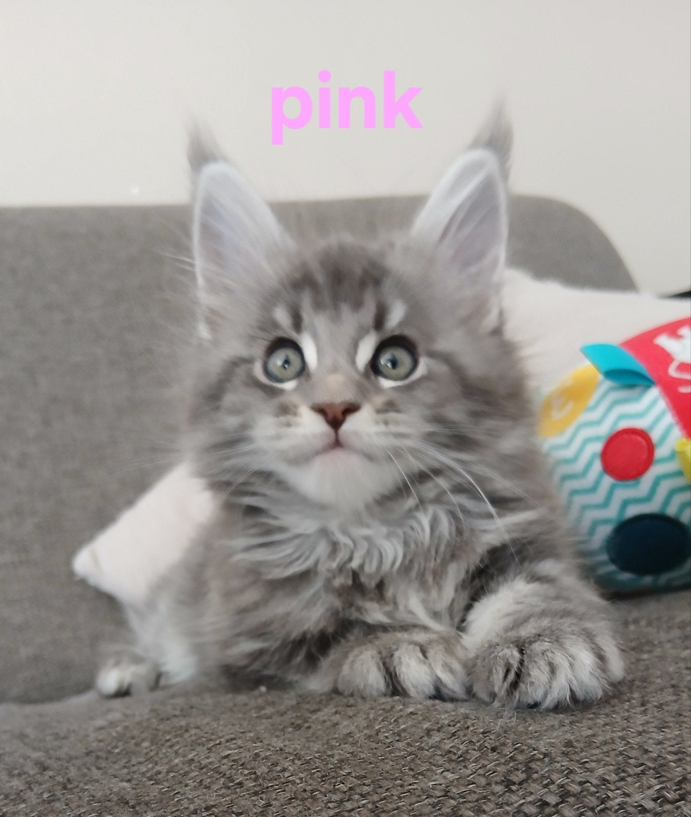 Maine coon kittens met stamboom, Dieren en Toebehoren