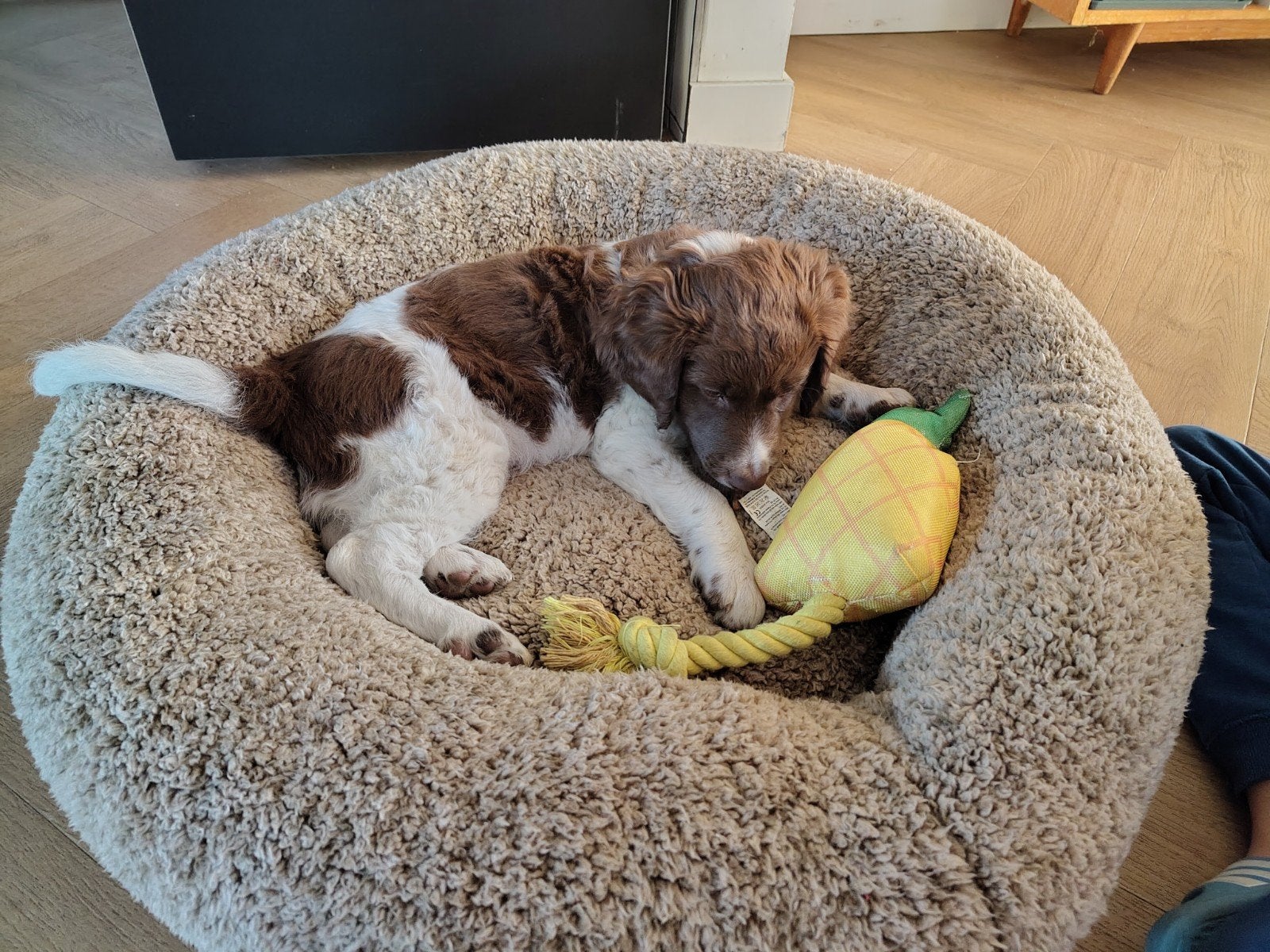 Oppas gezocht voor onze pup op donderdag, Dieren en Toebehoren, Ophalen