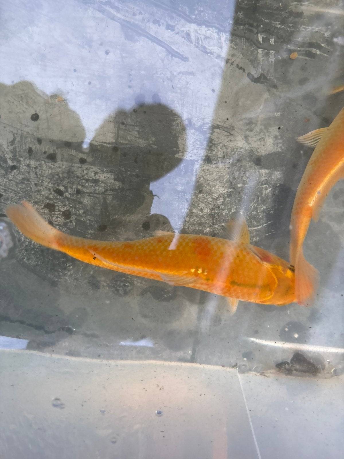 Orenji ogon koi te koop, Karper of Koi