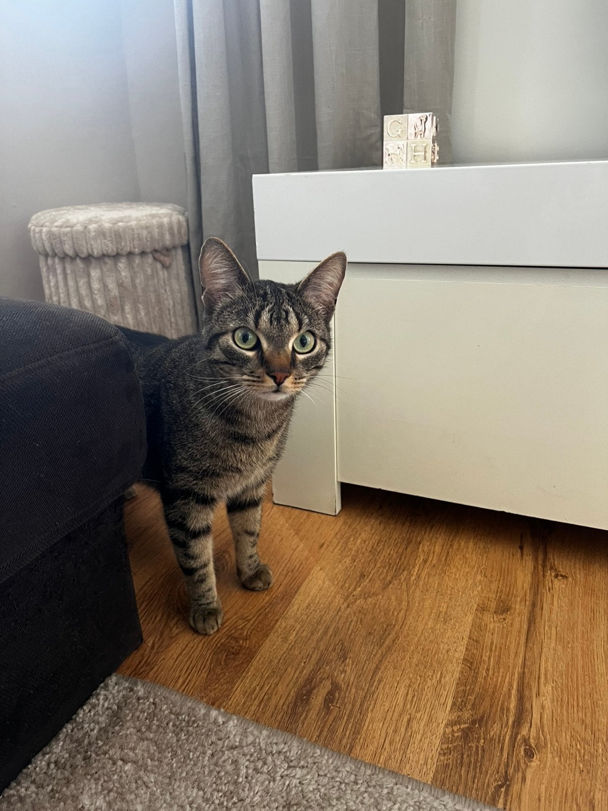 Lief kattenkoppeltje zoekt nieuw (groter) thuis., Meerdere dieren, Kortharig, 0 tot 2 jaar