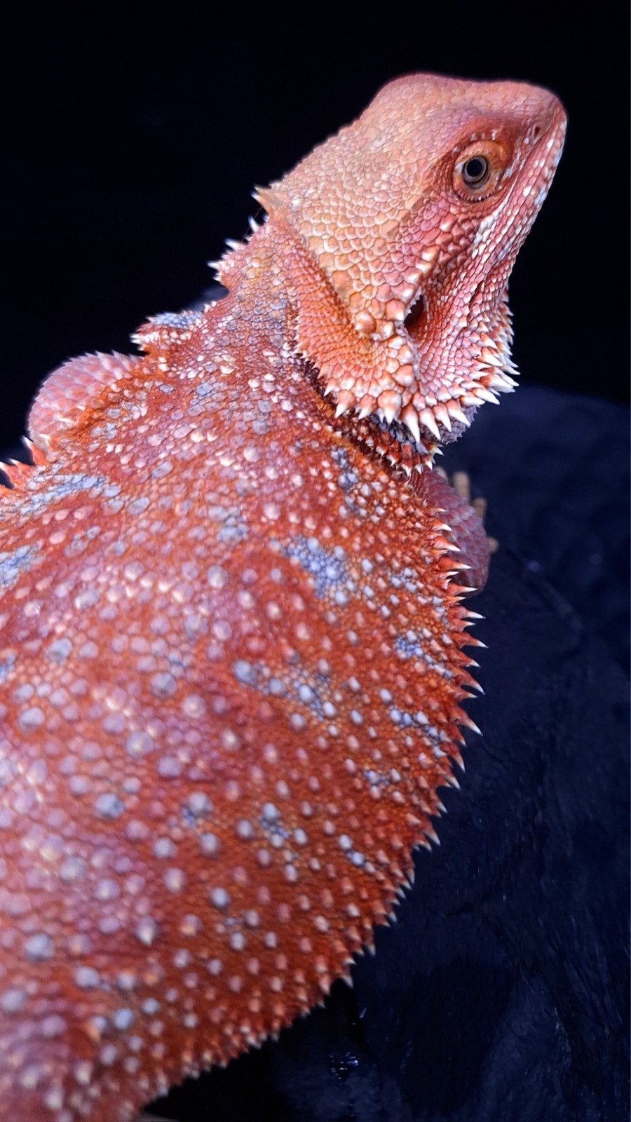 Baardagaam Mannen Red Hypo Blue Bar Bearded Dragon photo 14