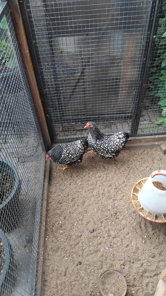Broedeieren wyandotte zilver gezoomd, Dieren en Toebehoren, Pluimvee, Geslacht onbekend, Kip
