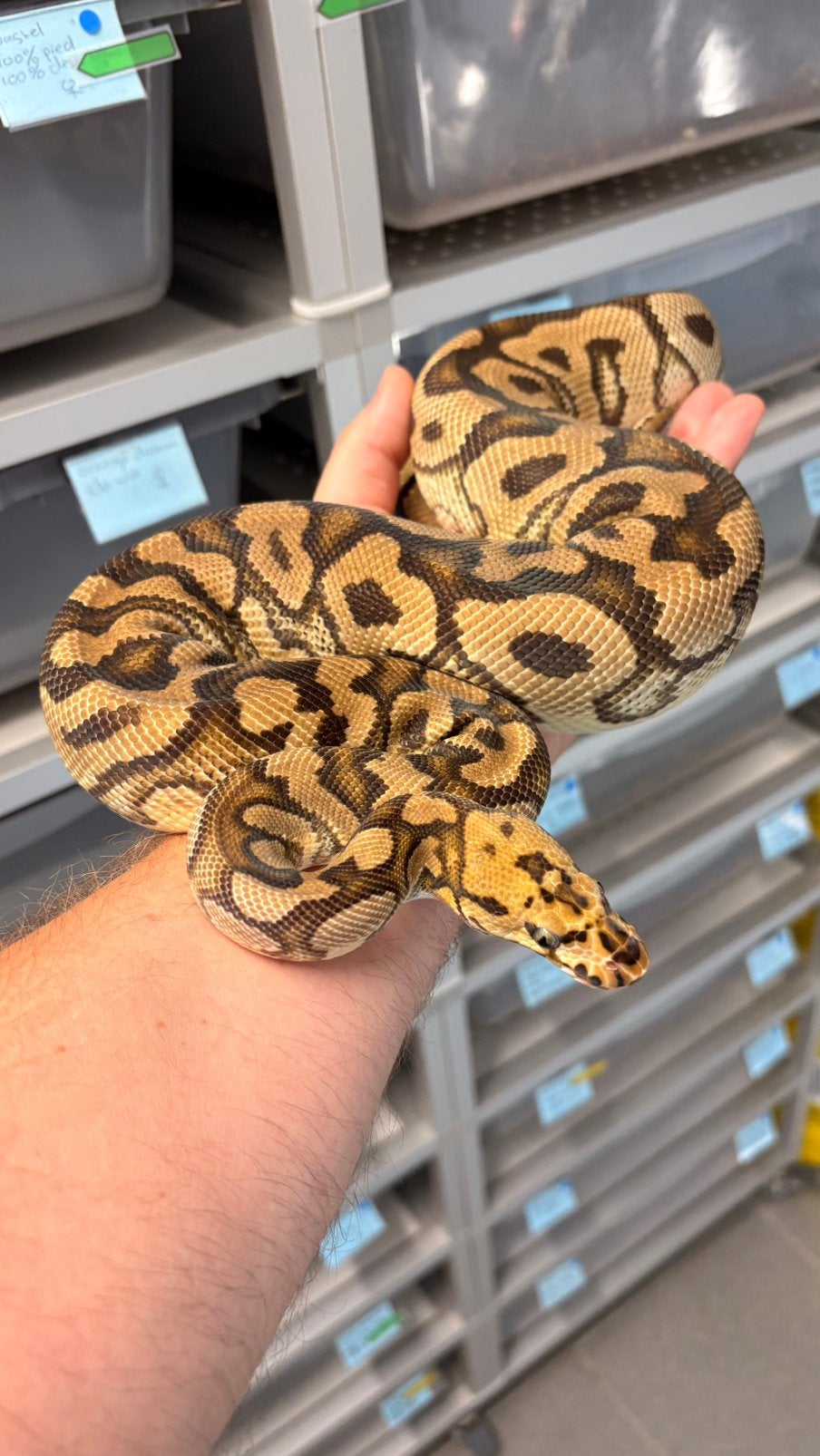 Spotnose clown ball python, Slang, 0 tot 2 jaar