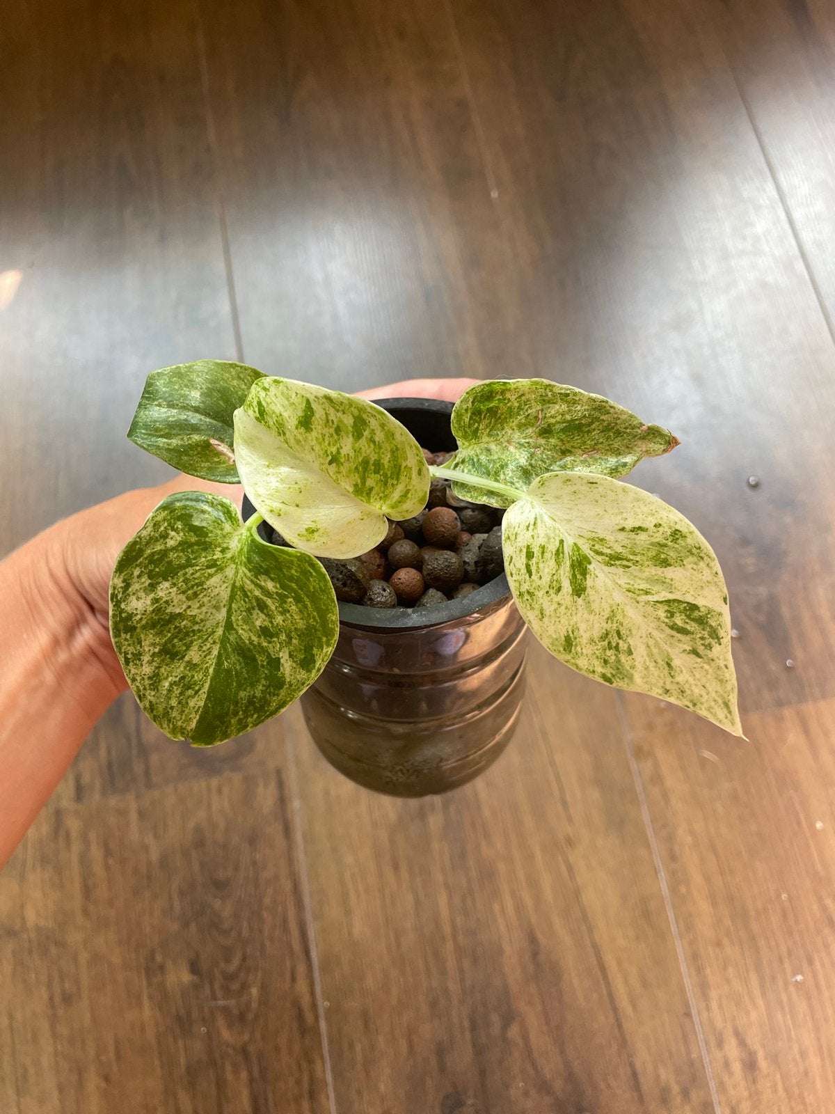 Philodendron Giganteum Blizzard - Prachtige Kamerplant, Ophalen, Halfschaduw, Minder dan 100 cm