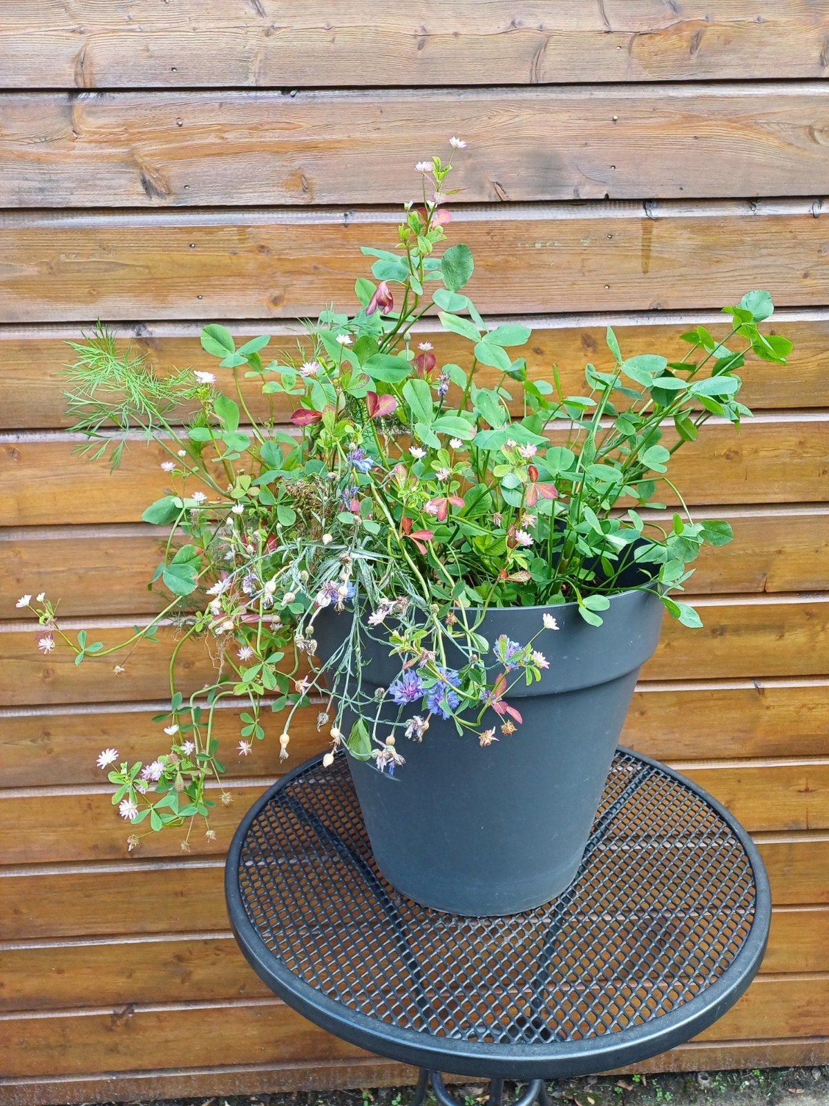 Elho bloempot 40 cm diameter verrijdbaar, Kunststof, Gebruikt, Rond, Minder dan 40 cm