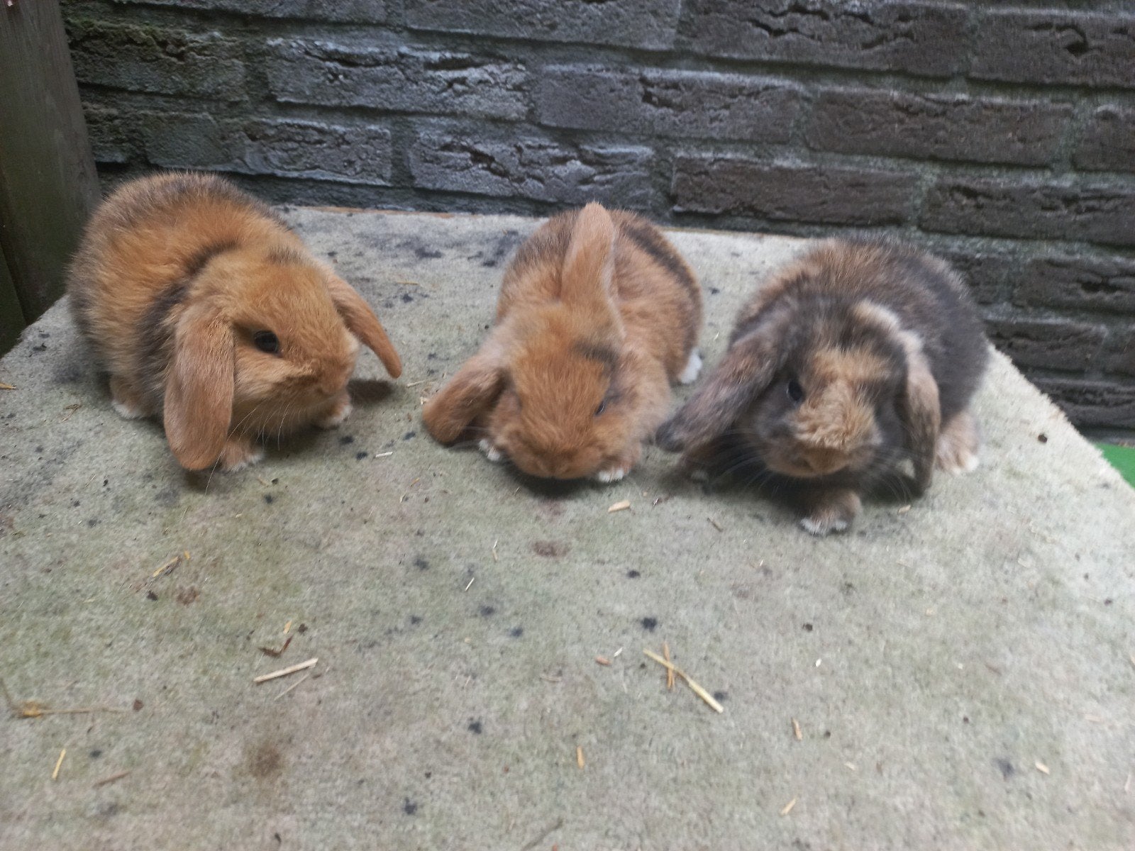 Nederlandse hangoor dwergkonijnen te koop., Dieren en Toebehoren, Konijnen, Meerdere dieren, Dwerg, Hangoor, 0 tot 2 jaar