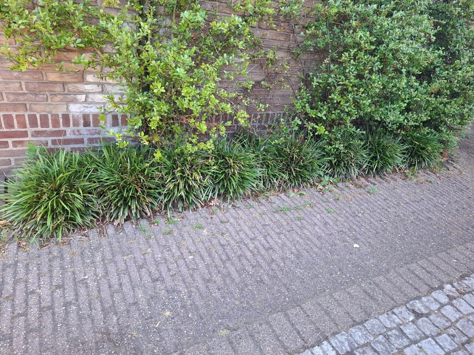 bodembedekker groenblijvend Leliegras bloeit blauwe bloemen, Ophalen, Vaste plant, Bodembedekkers, Halfschaduw