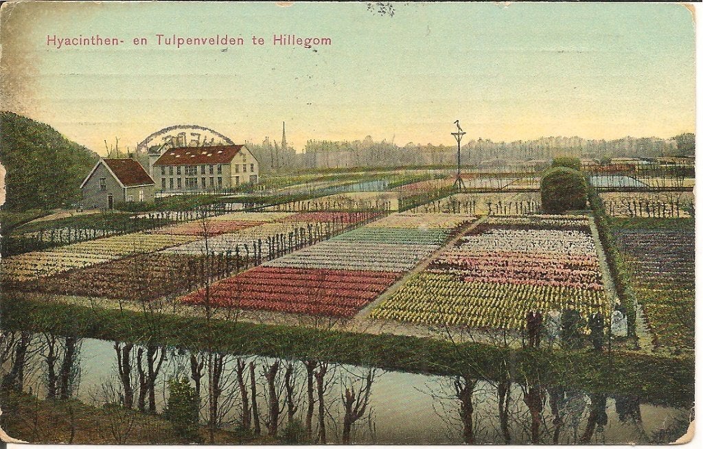 Ansichtkaart Hyacinten- en Tulpenvelden te Hillegom 1909, Ophalen of Verzenden, Voor 1920, Gelopen, Noord-Holland