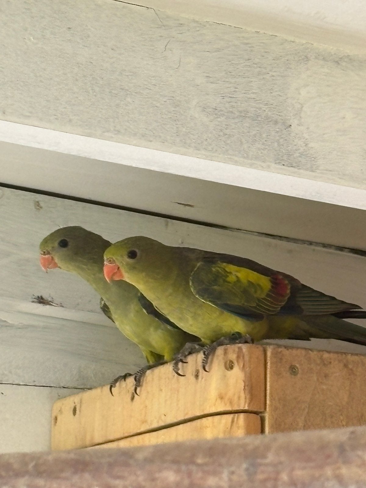 Berg parkiet, Meerdere dieren, Parkiet