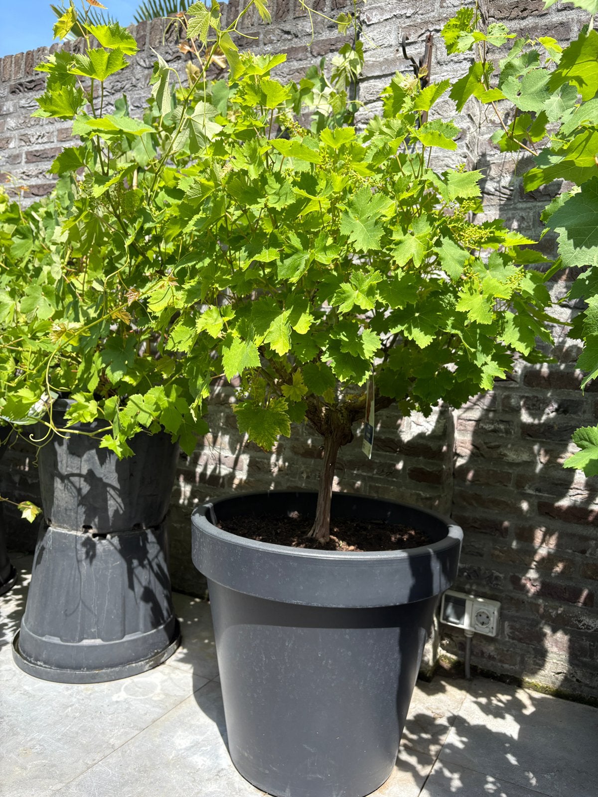Schitterende grote forse rode druivenboom op stam in pot!!, Tuin en Terras, Planten | Fruitbomen, Ophalen, Lente, Overige soorten