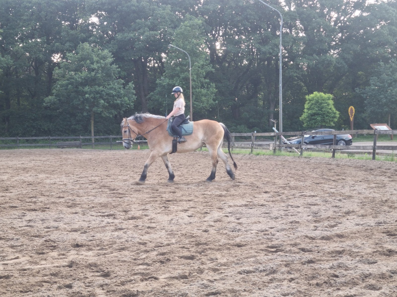 Zoek een verzorg pony, Dieren en Toebehoren, Ophalen of Verzenden