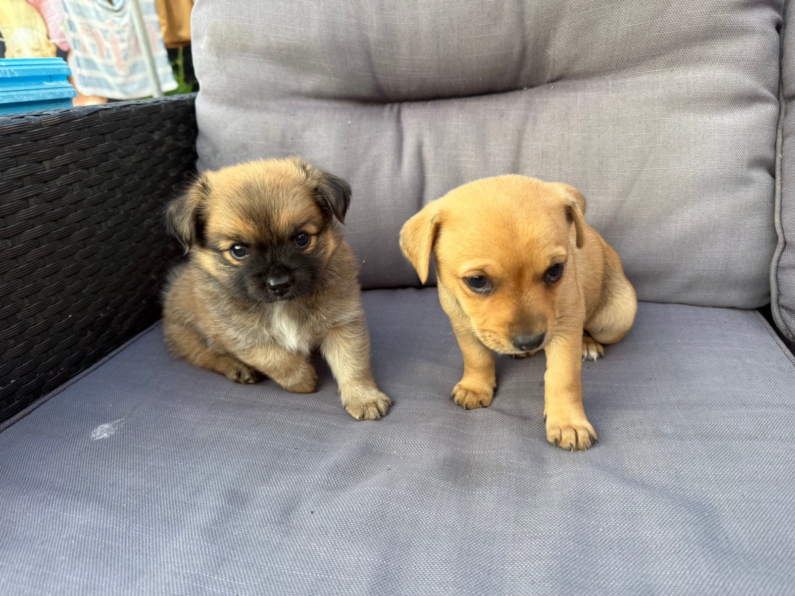 Twee puppy’s te koop, 8 tot 15 weken, Meerdere, Meerdere dieren, Chihuahua