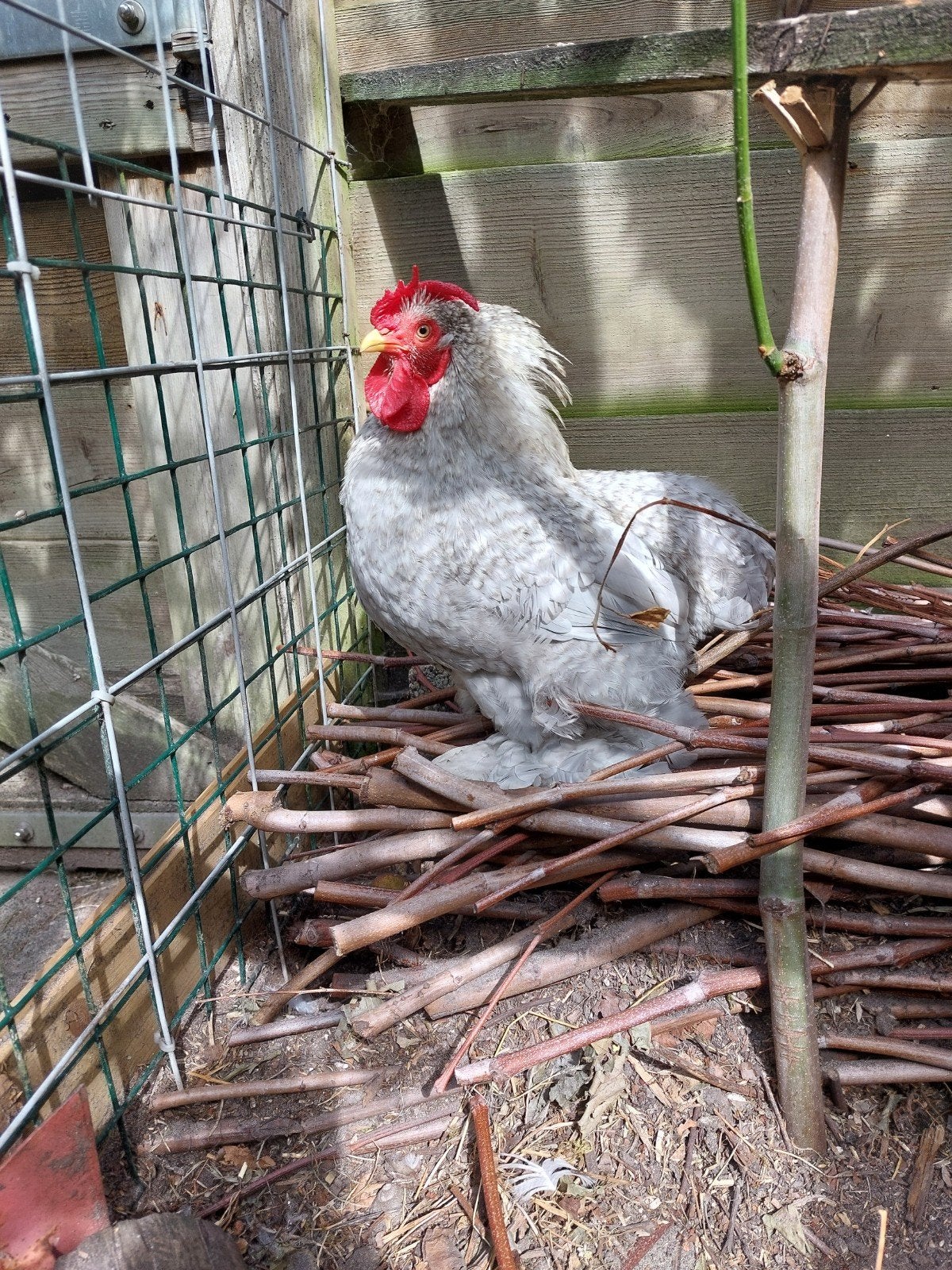 goed te huis gezocht, Dieren en Toebehoren, Mannelijk, Kip