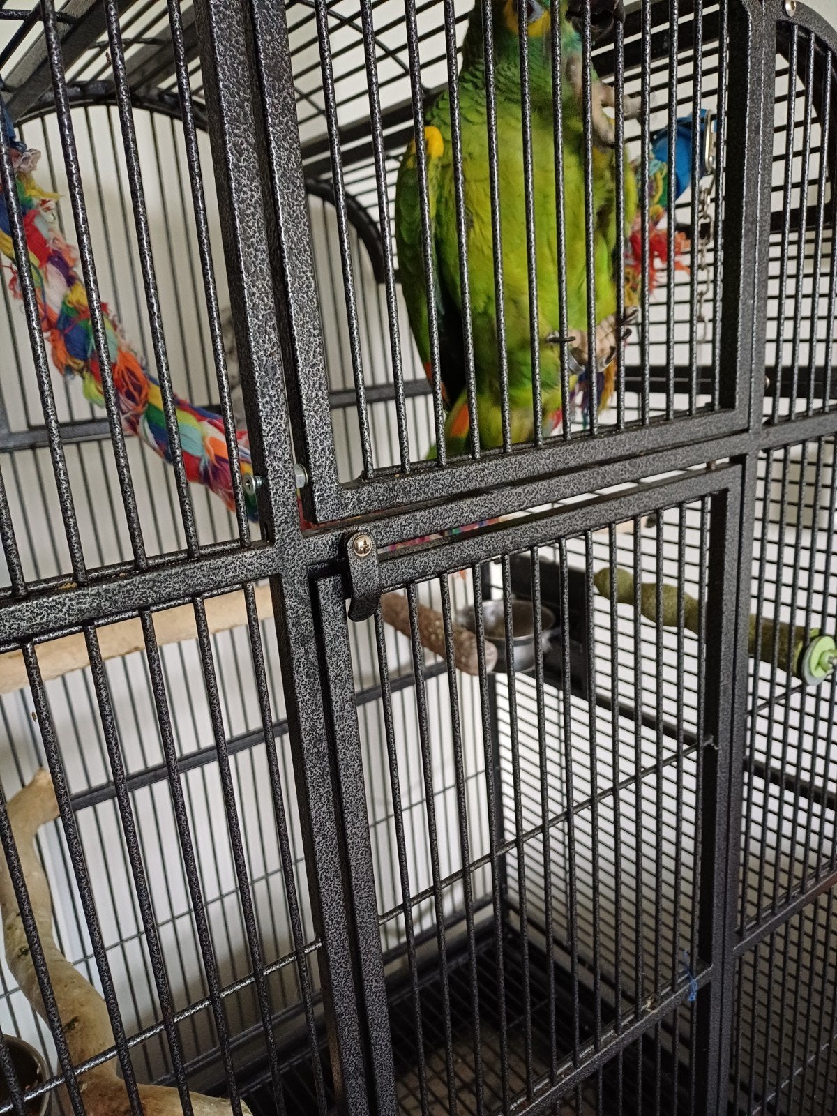 amazona papagaai, Dieren en Toebehoren, Mannelijk, Papegaai