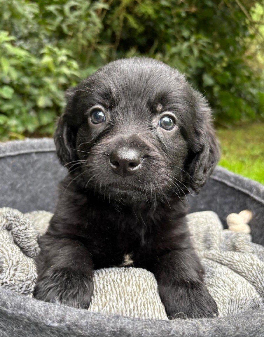 schitterende labrador retriever x friese stabij pups......, Dieren en Toebehoren, Nederland, 8 tot 15 weken, Labrador retriever