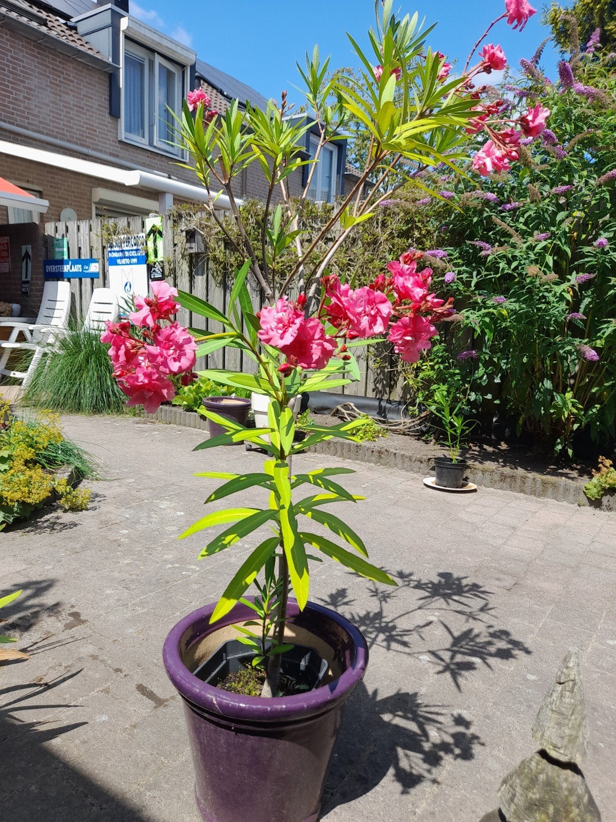 Dubbelbloemige rose oleander, Tuin en Terras, Ophalen, Overige soorten, Volle zon