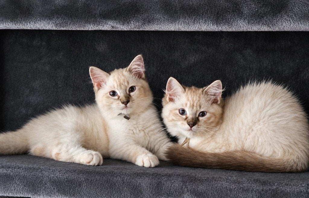 Ragdoll Kittens van Marlyda !, Dieren en Toebehoren, Kater, Gechipt