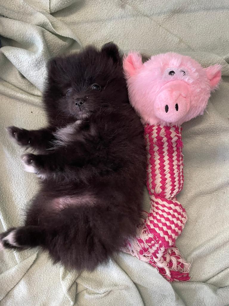 5 Prachtige pomeriaan/dwergkees pups.️🩵🩷, Dieren en Toebehoren, Overige rassen, 8 tot 15 weken, Parvo, Meerdere