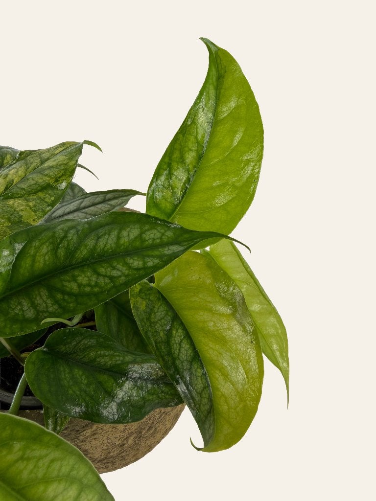 Monstera Siltepecana Aurea Variegata p12, Huis en Inrichting, Ophalen of Verzenden, Halfschaduw, Minder dan 100 cm