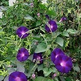 Zaden Ipomoea Kniola's black, Verzenden, Volle zon