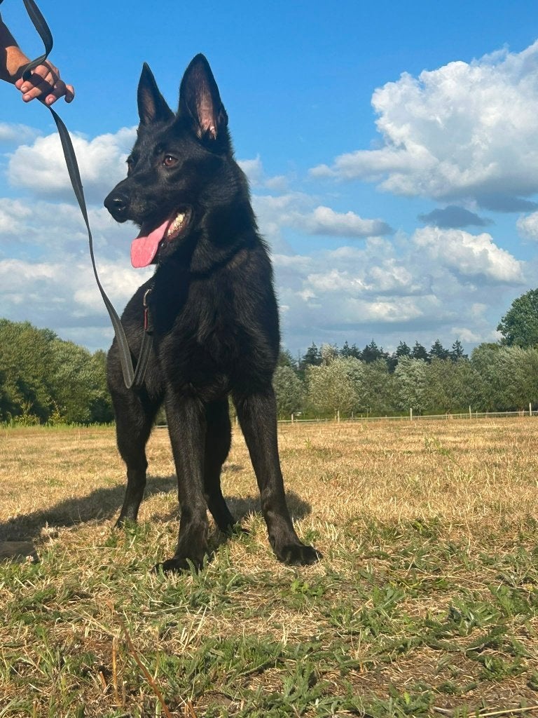 Duitse Herdershond, Dieren en Toebehoren, Honden | Herdershonden en Veedrijvers, Parvo, 15 weken tot 1 jaar, Teef, Eén hond