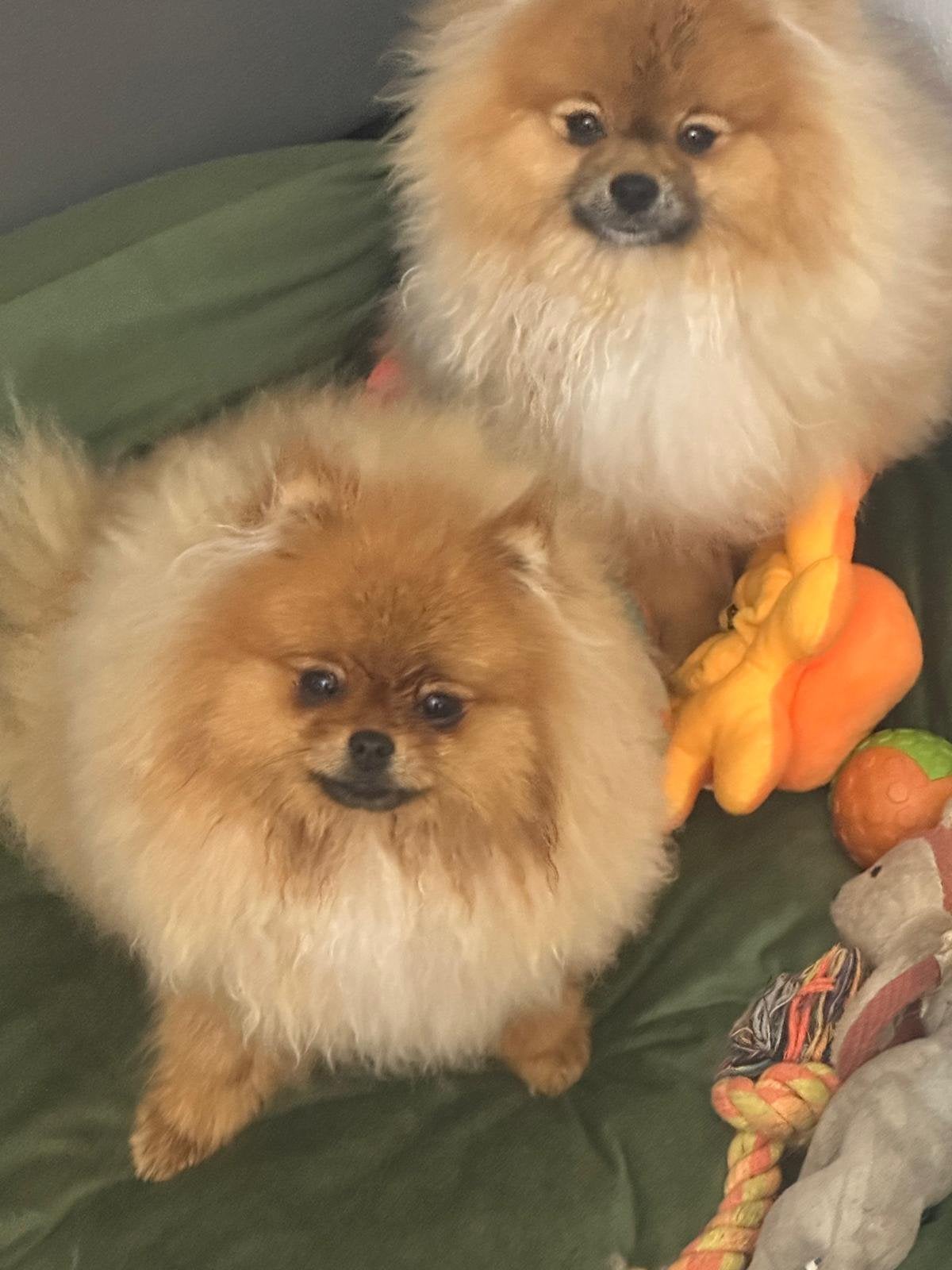 Pomeriaan, Dieren en Toebehoren, Honden | Chihuahua's en Gezelschapshonden, Parvo, Nederland, 8 tot 15 weken, Eén hond