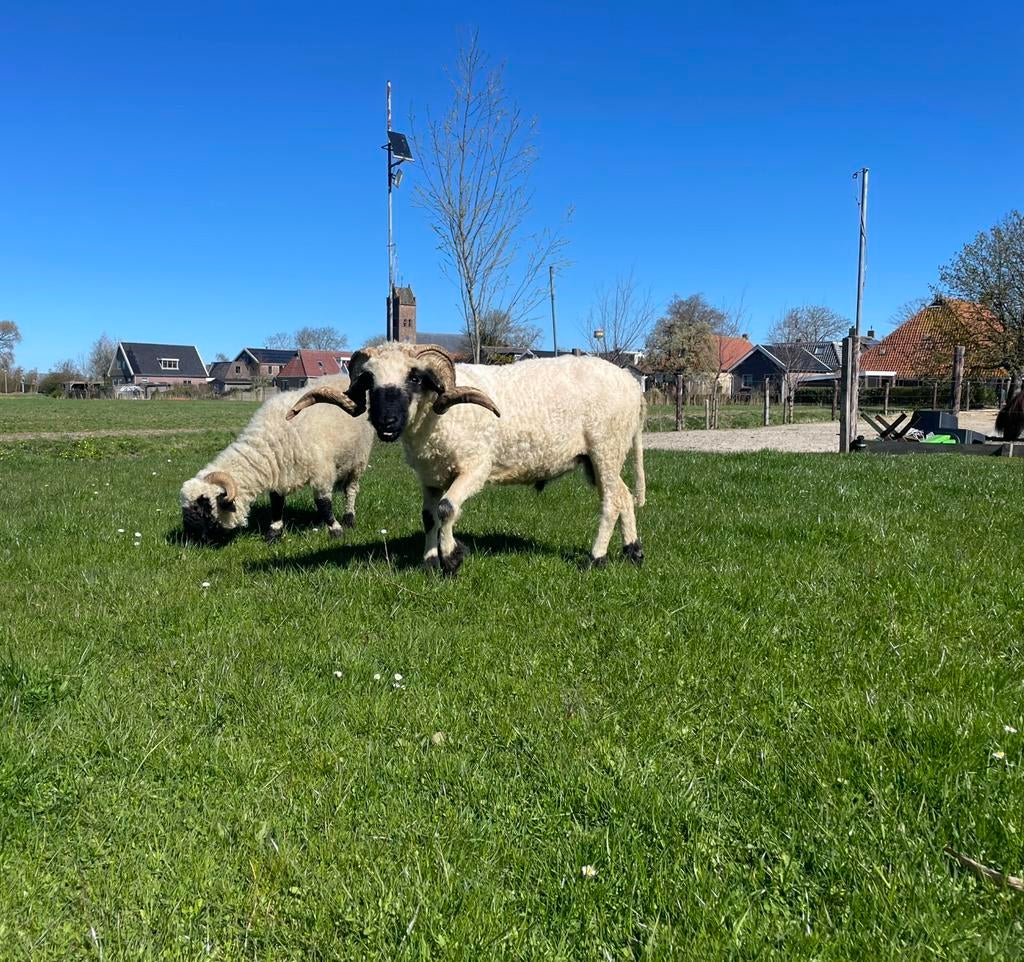 Walliser schwarznase dekram, Dieren en Toebehoren, Schapen, Geiten en Varkens, Mannelijk, Schaap
