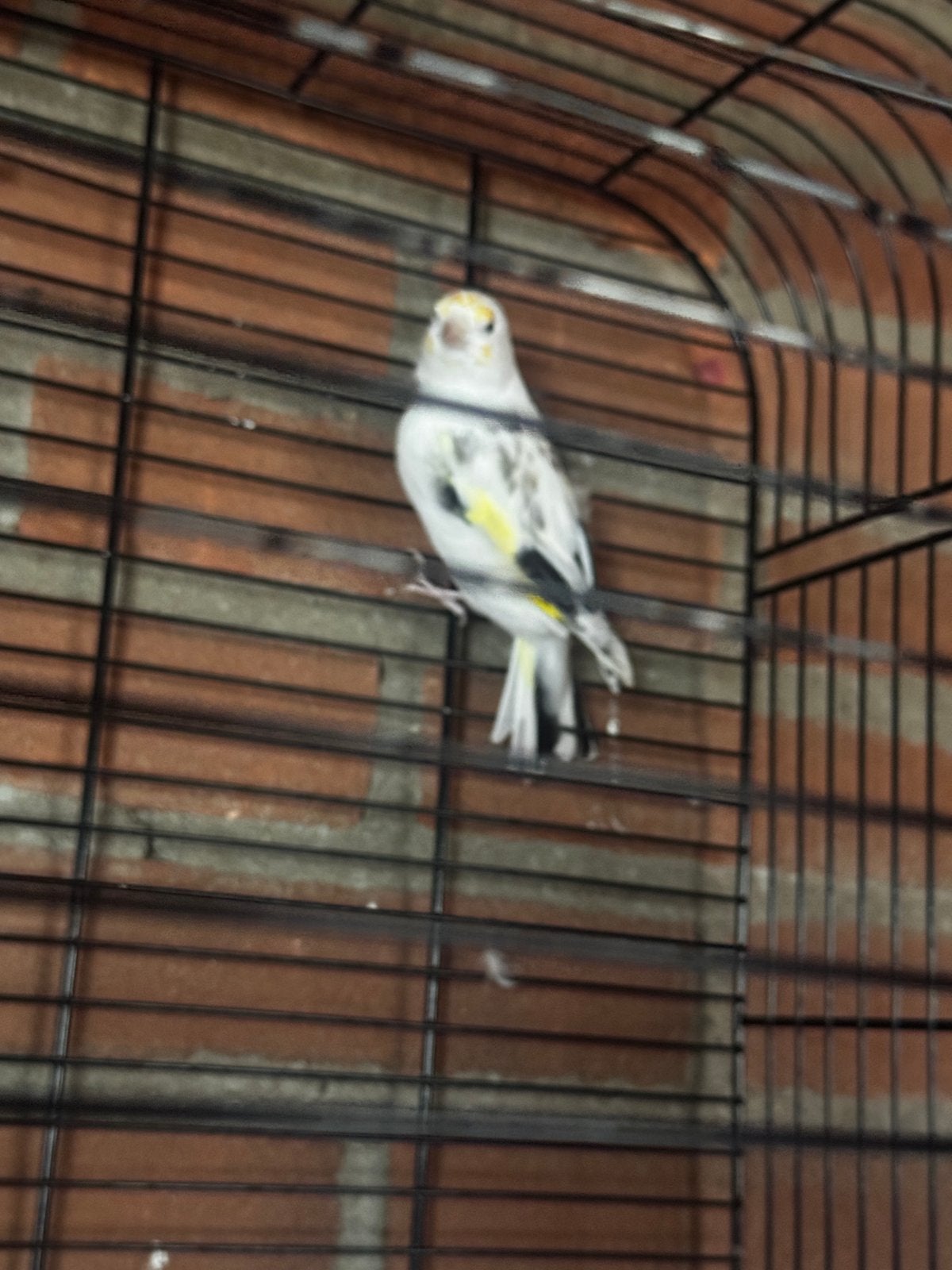 125, Dieren en Toebehoren