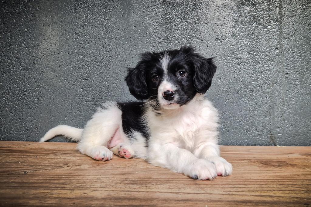 Super lief, enthousiast Friese Stabij x Kooiker teefje, Dieren en Toebehoren, Parvo, Overige rassen, 8 tot 15 weken, Teef