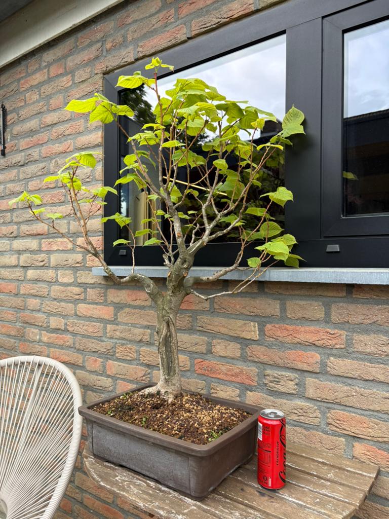 Bonsai, Linde, yamadori-stijl, Tuin en Terras, Planten | Bomen, Ophalen, Bloeit niet, Halfschaduw, Overige soorten